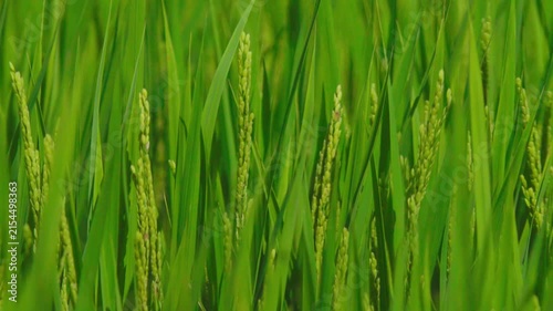夏と稲穂