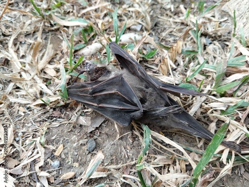 Foto A dead bat lying motionless on the ground, documenting wildlife mortality and the natural cycle of life and decomposition
