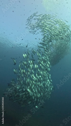 Bigeye trevally (Caranx sexfasciatus) forming a dramatic schooling tornado in open water near Tulamben, Bali. 4K UHD slow-motion underwater footage