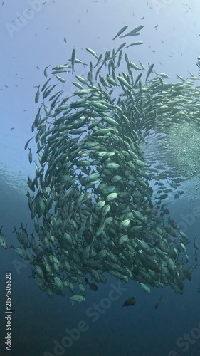 Bigeye trevally (Caranx sexfasciatus) forming a dramatic schooling tornado in open water near Tulamben, Bali. 4K UHD slow-motion underwater footage