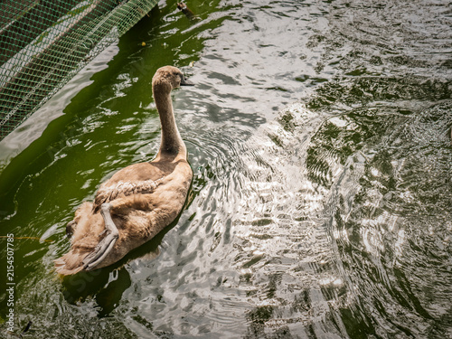 Konstfotografi Young gray cygnet swan swimming in pond water with leg raised showing webbed foo