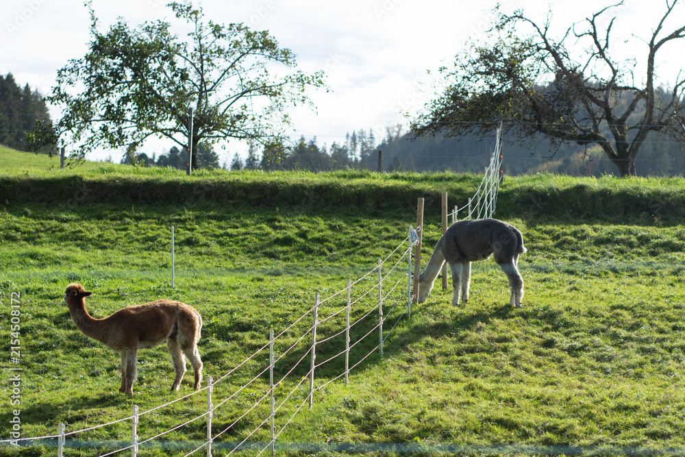 Obraz premium Llamas grazing peacefully in a serene green pasture under the clear blue sky during late afternoon hours in a tranquil rural landscape