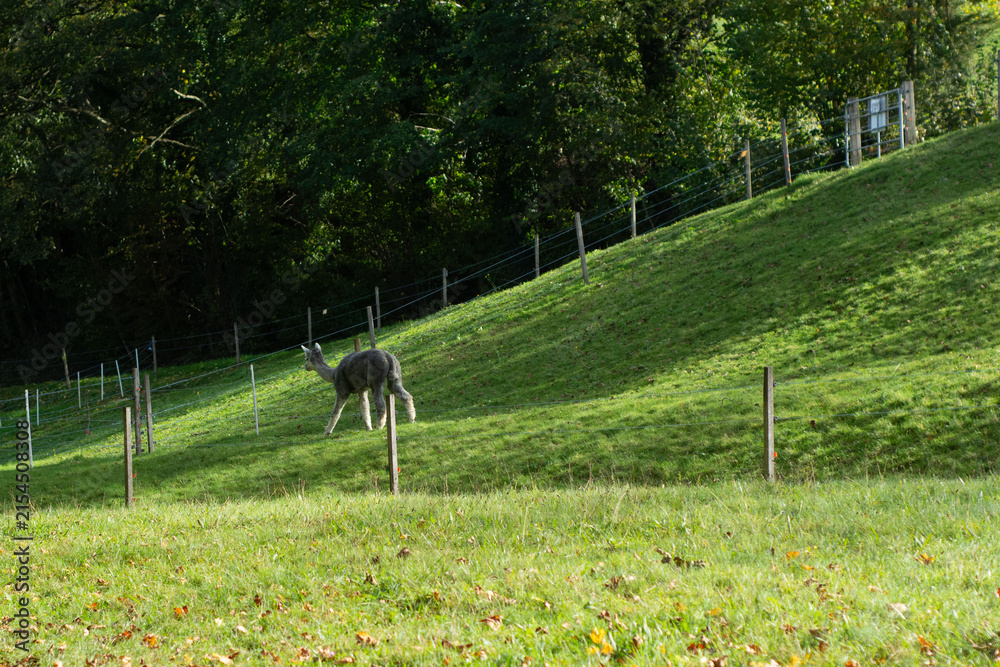 Obraz premium Lively animal strolls along a gentle green hillside under the warm autumn sun with vibrant foliage in the background showcasing nature's serene beauty