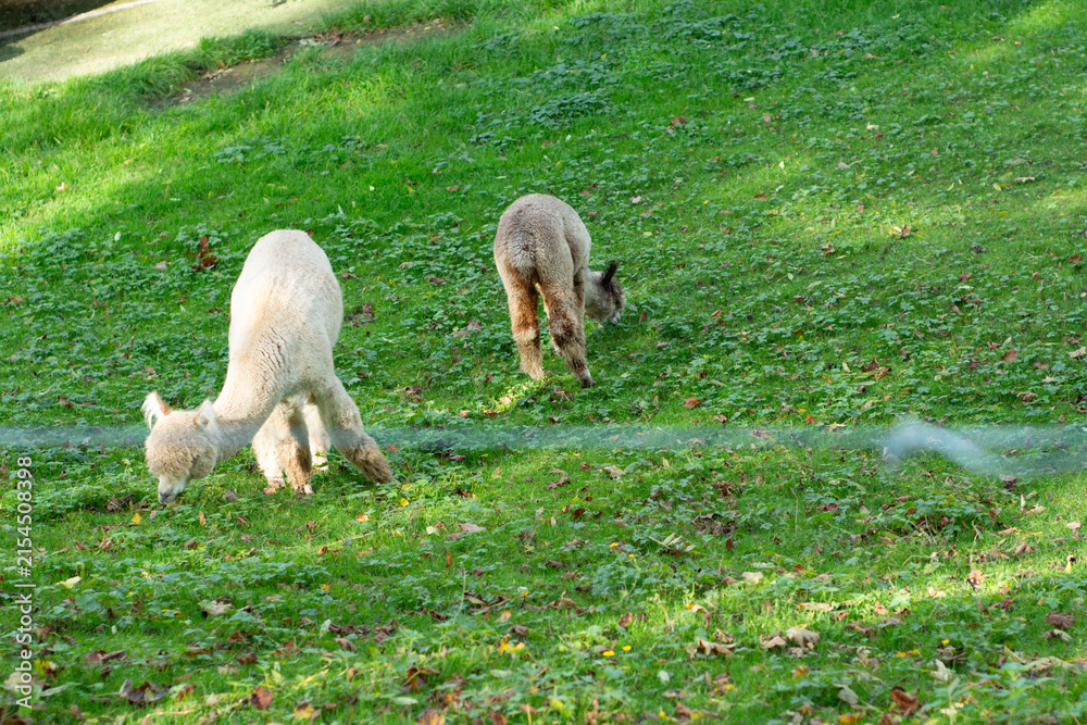Obraz premium Two adorable alpacas peacefully grazing on lush green grass in a tranquil park during a sunny afternoon, surrounded by nature's vibrant hues of autumn