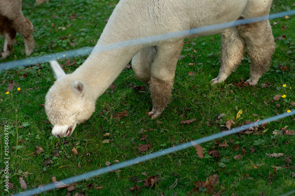 Obraz premium Alpaca grazes peacefully in a lush green pasture during a sunny afternoon, surrounded by fallen leaves and wildflowers, capturing the serenity of rural life