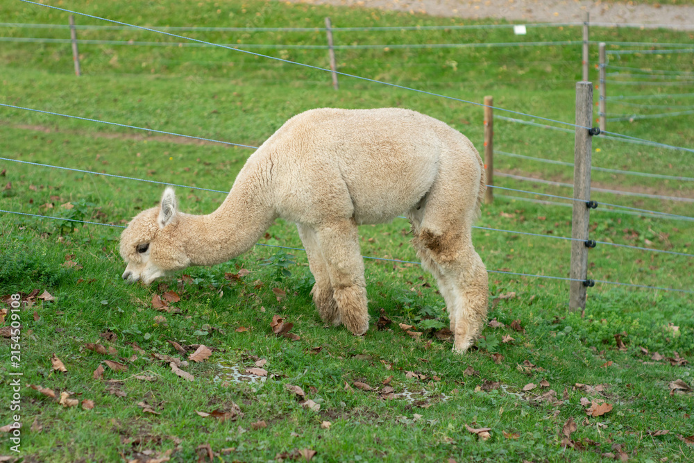 Obraz premium Curious alpaca grazes in a lush green pasture surrounded by rustic fencing during a tranquil autumn afternoon in a picturesque countryside landscape