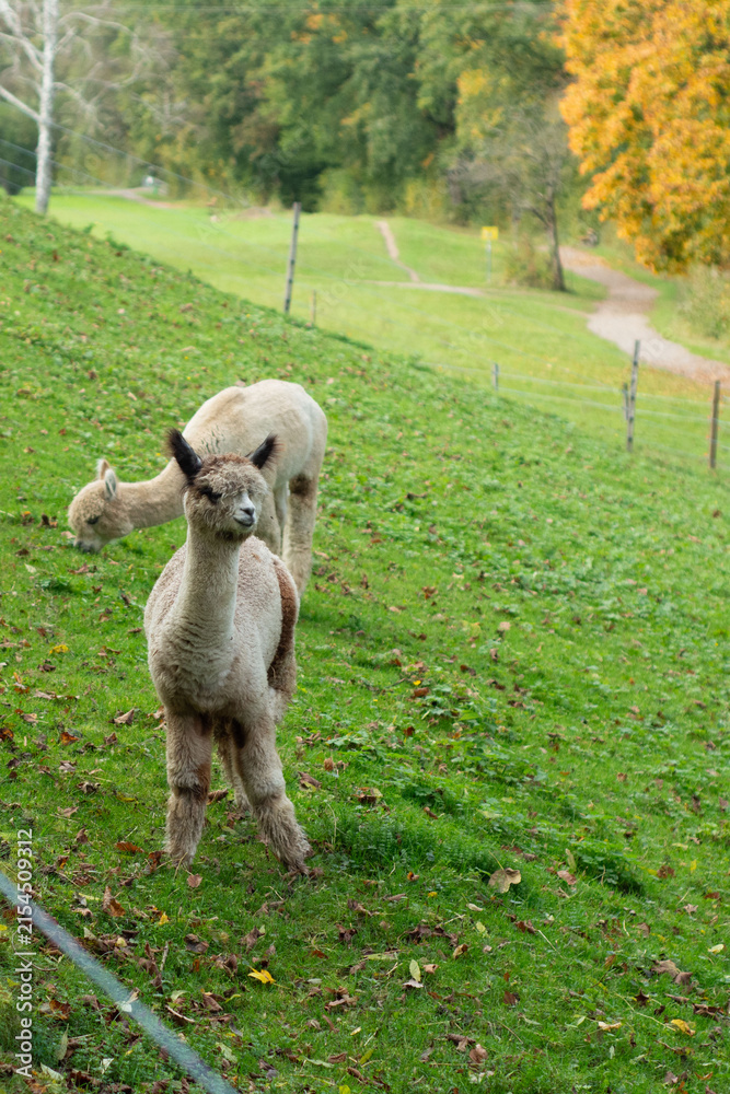 Obraz premium Charming alpacas grazing peacefully in a lush green meadow surrounded by vibrant autumn foliage on a serene afternoon in the countryside