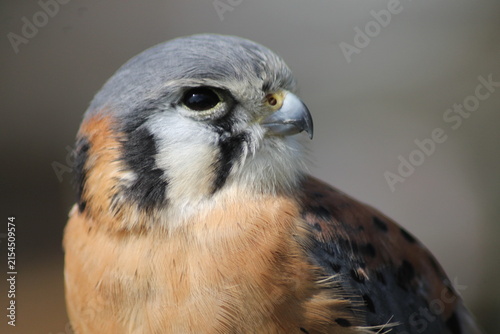 Foto Kestrel