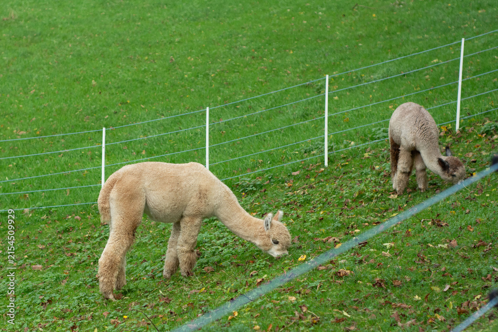 Obraz premium Two gentle alpacas grazing on a lush green field under soft daylight near a fence in a serene pastoral setting, creating a harmonious rural atmosphere