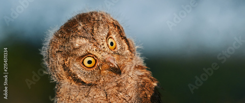 Portrait of a fluffy nestling Eurasian scops owl Otus scops perched on a tree branch in a forest. Close-up of a young wild owl chick in Wildlife habitat, featuring soft feathers, expressive eyes.