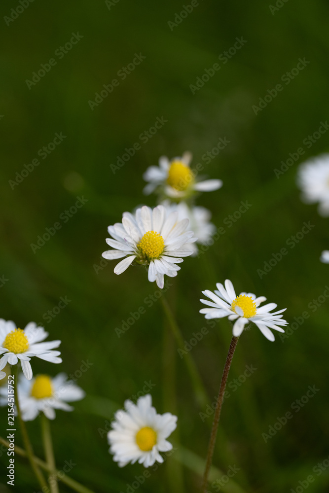 Obraz premium Macro Close-Up of Common Daisy (Bellis perennis), White Petals and Yellow Center, Botanical Nature Detail Concept