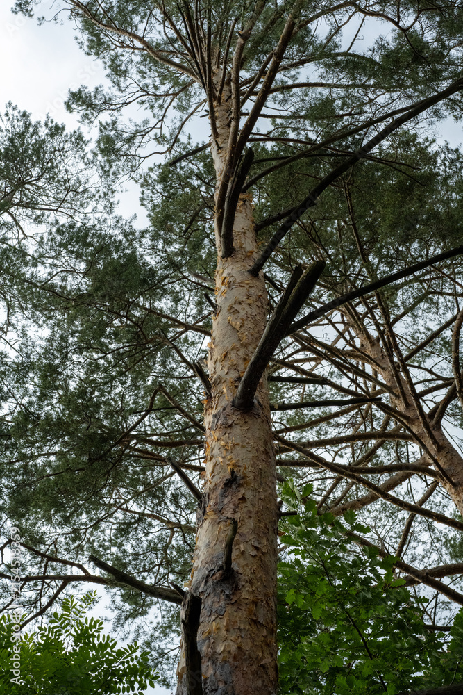 Fototapeta premium Close-up view of tall pine trunk rising toward cloudy sky