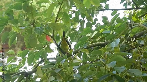 Green parrot Rose-ringed parakeet, Psittacula krameri on tree branch with green leaves of Mediterranean vegetation during summer season. Topics: bird, ornithology, animal, natural habitat, nature