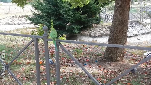 Green parrot Rose-ringed parakeet, Psittacula krameri and pigeons in park in shade of trees during summer season. Topics: birds, ornithology, animals, natural habitat, nature, fauna, climate