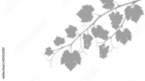 Shadow of a grapevine branch isolated on transparent background