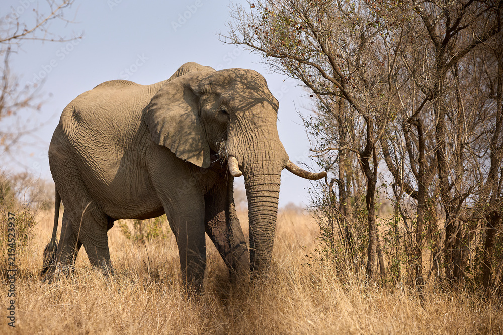 Fototapeta premium Large adult African elephant in Kruger National Park, South Africa, standing in its natural savanna habitat during a safari. Iconic African wildlife in the wild.