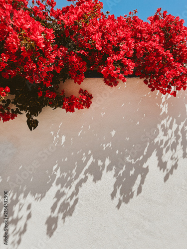 Vibrant red bougainvillea cascading over a white wall, creating dramatic leafy shadows in bright Mediterranean sunlight