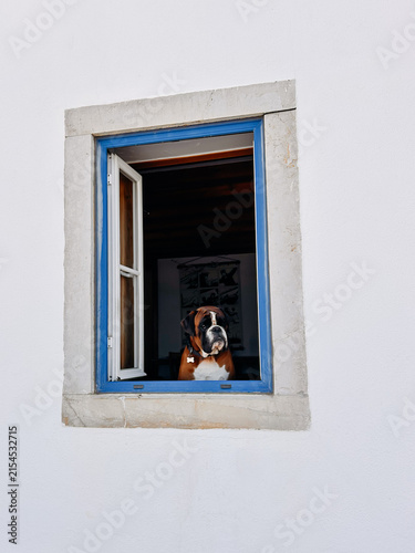 A boxer dog looks outside through an open blue framed window set in a white wall with a natural stone border.