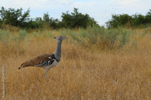 Obraz na plátne Riesentrappe / Kori bustard / Andreotis kori