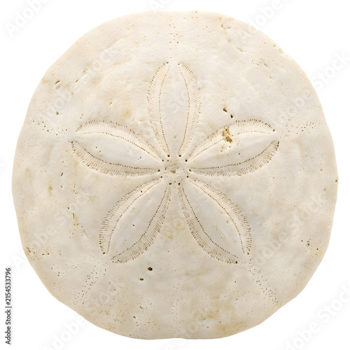 White sand dollar sea urchin skeleton with star pattern top view isolated on transparent background