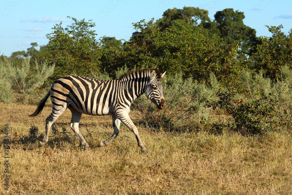 Fototapeta premium Steppenzebra / Burchell's zebra / Equus quagga burchellii