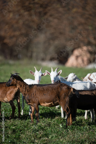 Фотография In a serene afternoon, the sun bathes a vibrant green pasture in golden light, w