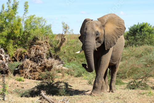 Photography Afrikanischer Elefant / African elephant / Loxodonta africana