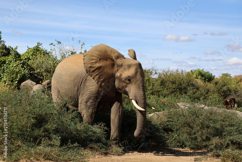 Canvas Print Afrikanischer Elefant / African elephant / Loxodonta africana