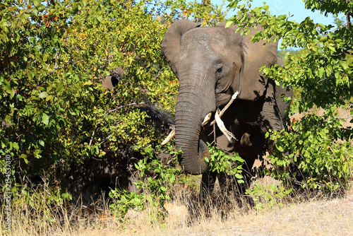 Photography Afrikanischer Elefant / African elephant / Loxodonta africana