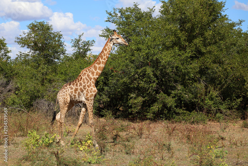 Photography Giraffe / Giraffe / Giraffa camelopardalis