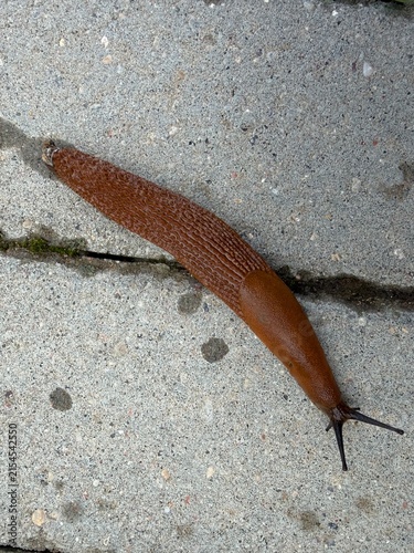 Fotografie Spanish slug arion vulgaris on stone pavement