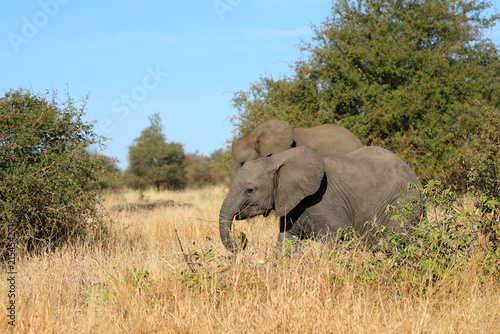 Bild auf Leinwand Afrikanischer Elefant / African elephant / Loxodonta africana