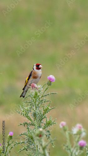 Tengelic Carduelis carduelis