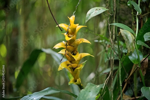 Yellow bromeliad in blooming. Plant in middle . Atlantic forest near to Ubatuba seashore in Brasil. Wet raining weather.