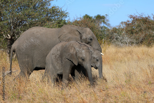 Photography Afrikanischer Elefant / African elephant / Loxodonta africana