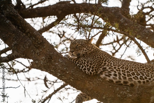 Obraz na plátne Leopard resting draped over tree branch, Serengeti, Tanzania