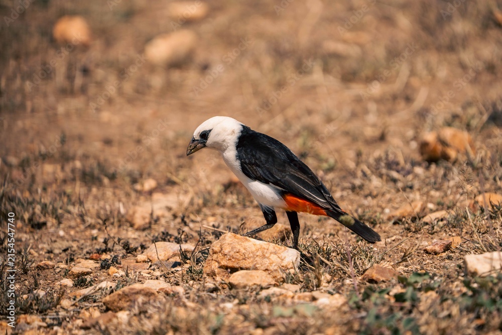 Obraz premium White-headed buffalo weaver foraging on ground, Serengeti, Tanzania
