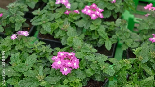 Blooming pink verbena hybrida seedlings in small black plastic pots. Garden vervain flowers inside commercial greenhouse tray ready for retail sale. Gardening and horticulture plant concept.