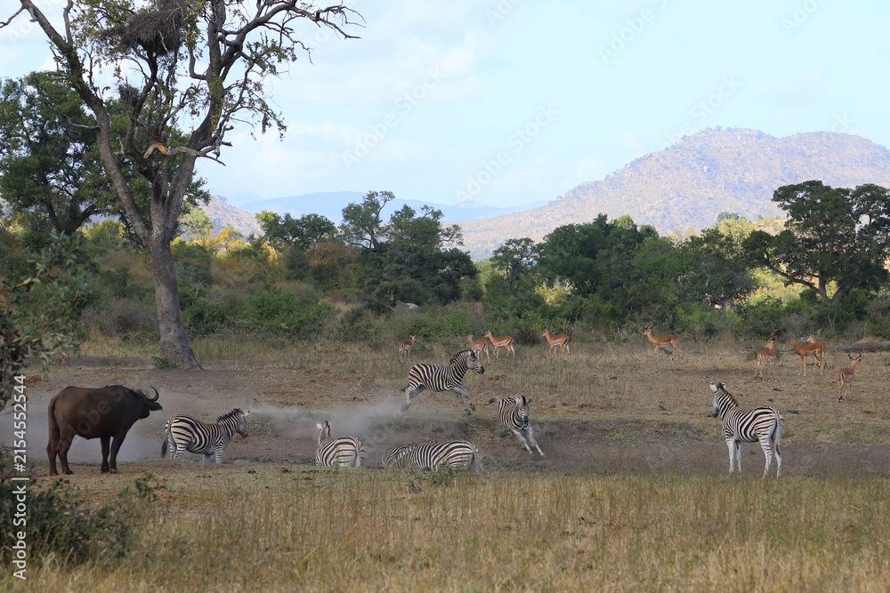 Naklejka premium Steppenzebra / Burchell's zebra / Equus quagga burchellii