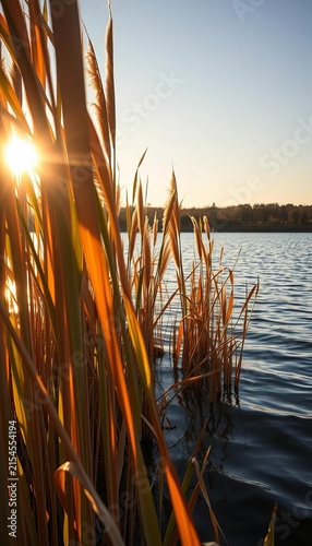 Reeds sway gently in golden light, long shadows stretching across water, long shadows, delta