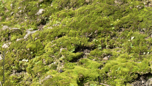 Moss green texture forest nature plant macro ground moisture growth lush green moss texture covering forest ground nature macro detail with soft light and moist surface creating organic natural