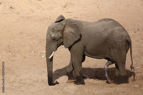 Принти на полотні Afrikanischer Elefant / African elephant / Loxodonta africana