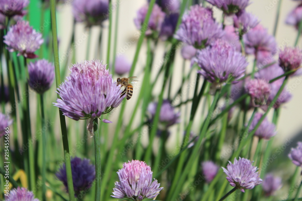 Fototapeta premium Abeille butinante