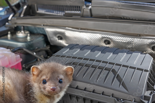 Stone marten inside a car engine compartment. Horizontally. 