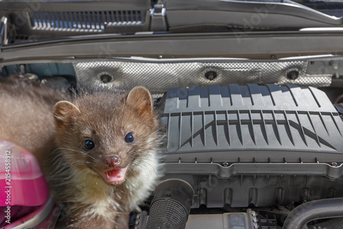 Stone marten with open mouth is posing inside a car engine compartment. Horizontally. 