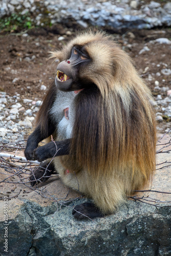 Fotografía Gelada baboon - Theropithecus gelada