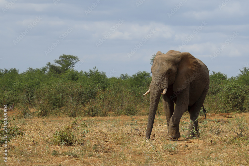 Fototapeta premium Afrikanischer Elefant / African elephant / Loxodonta africana