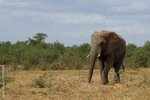 Canvas Print Afrikanischer Elefant / African elephant / Loxodonta africana