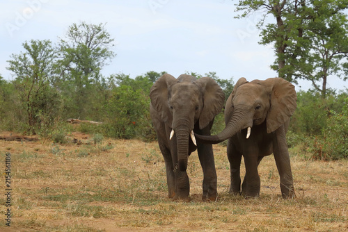 Canvas Print Afrikanischer Elefant / African elephant / Loxodonta africana