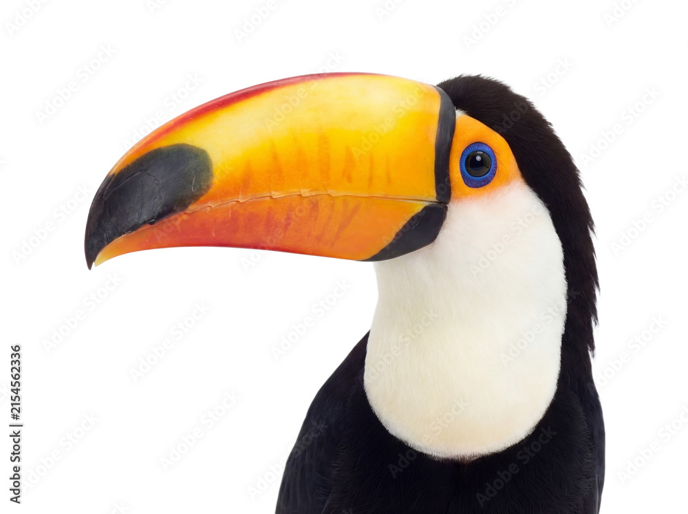 Naklejka premium Toucan portrait, closeup. Isolated on transparent background (PNG)